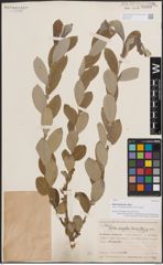 Foto von Salix eripolia Hand.-Mazz.
